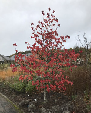 Liquidamber