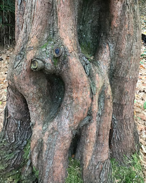 The twisted bark of the dawn redwood.