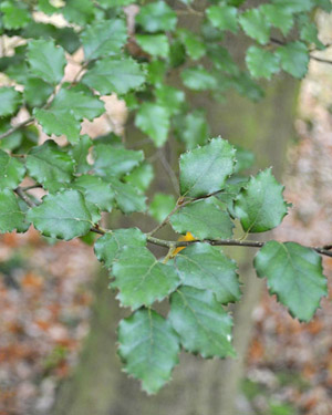 Nothofagus fusca