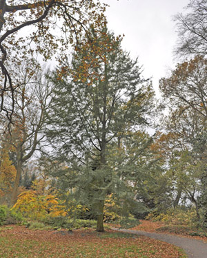 Red beech