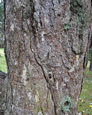 Pinus nigra
