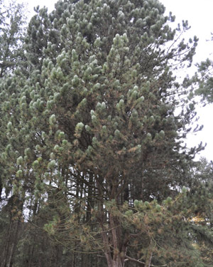 Austrian pine
