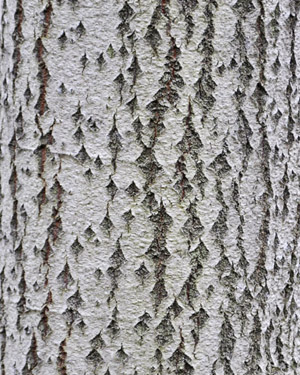 Aspen bark