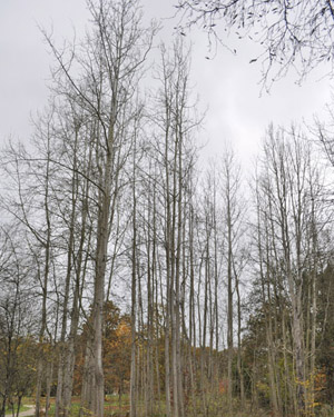 Aspen