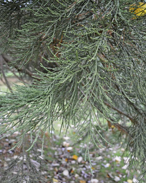 Giant redwood
