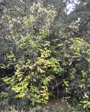 Bladdernut