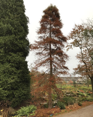 Bald cypress