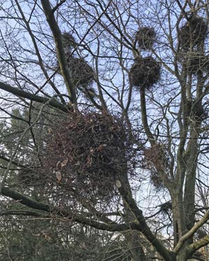 Witches brooms