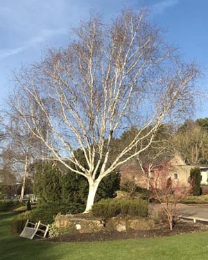 Himalayan birch