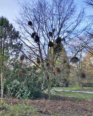 Witches broom on a hornbeam