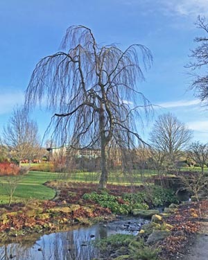 Weeping beech