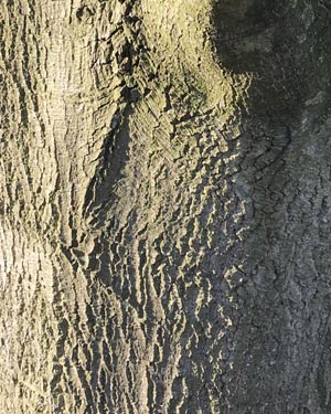 Chestnut leaved oak