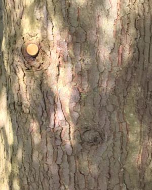 Western hemlock