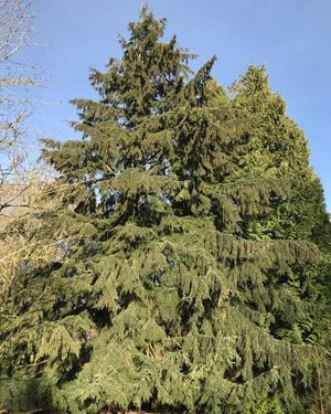 Western hemlock