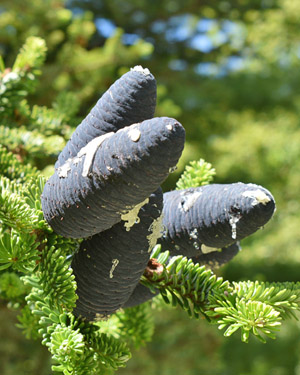 Korean fir cone
