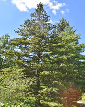 Abies koreana