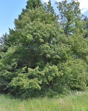 Field maple