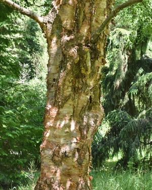 Betula utilis