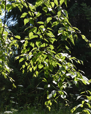 Himalayan birch