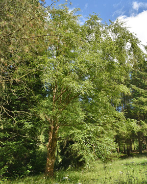 Himalayan Birch