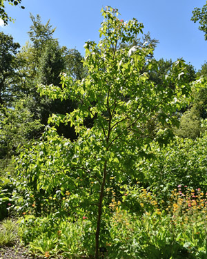 Liquidambar