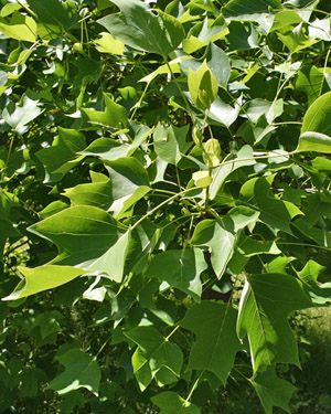 Tulip tree
