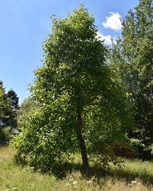 Tulip tree