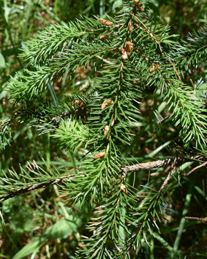 picea jezoensis