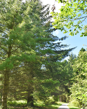 Dark bark spruce