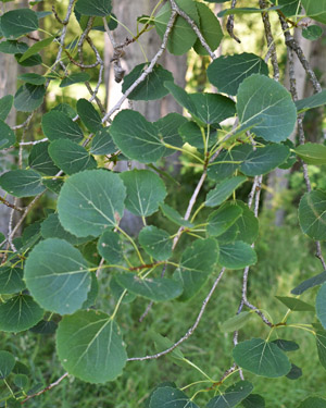Aspen leaves