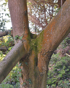 Sorbus graeca