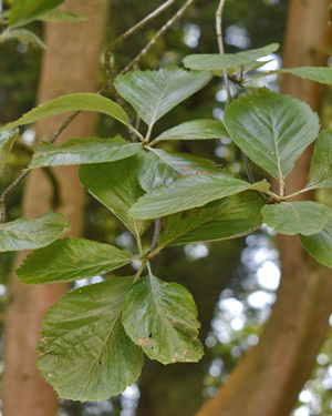 Sorbus graeca
