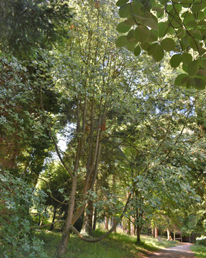 Sorbus graeca