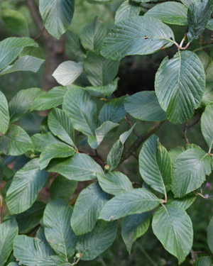 Tibetan whitebeam