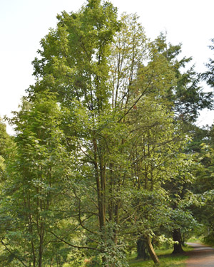 Sorbus thibetica