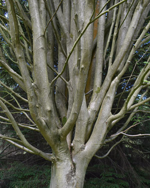 Sorbus thuringiaca