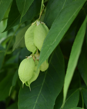 Staphylea pinnata