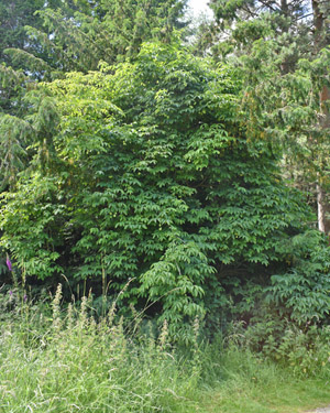 Staphylea pinnata