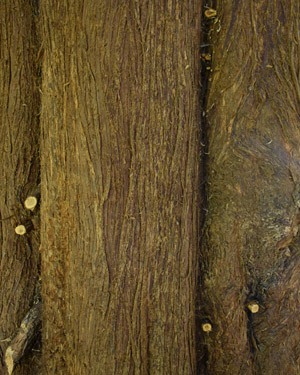 Western red cedar