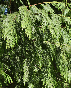Western red cedar