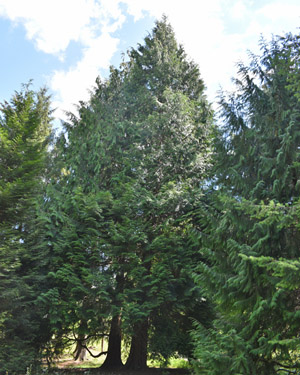 Western red cedar