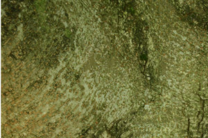 Zelkova serrata