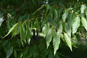 Zelkova serrata