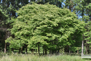 Japanese elm