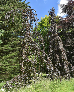 Beech Purple Fountain
