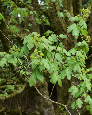 Acer campestre