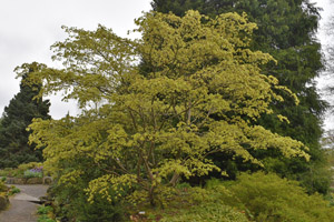 Acer amoenum