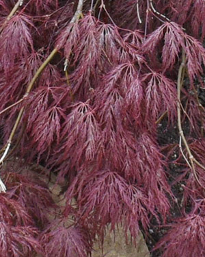 Acer palmatum inaba shidare