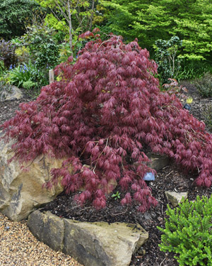 Acer palmatum inaba shidare