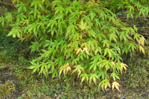 Acer palmatum katsura